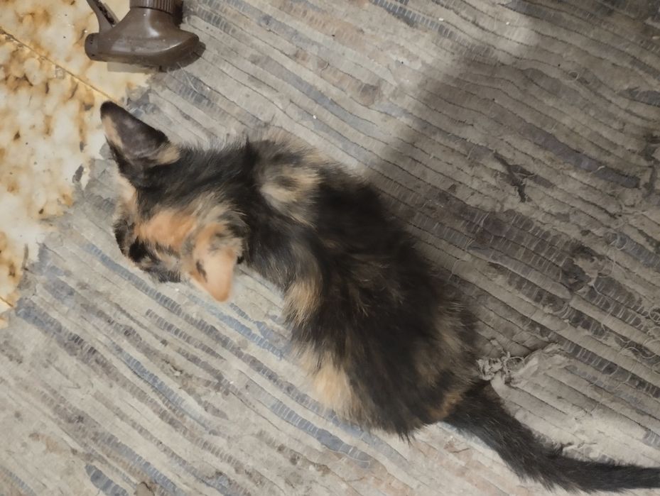 Gato para doação