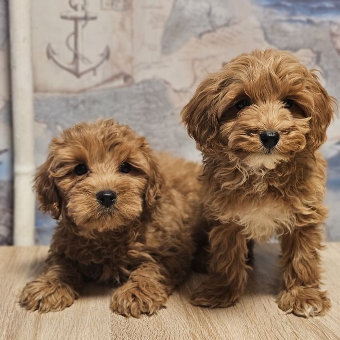 Распродаем щенков мальтипу