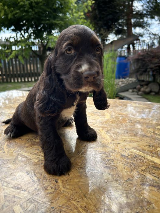 Cocker Spaniel, suczka 8-tygodniowa