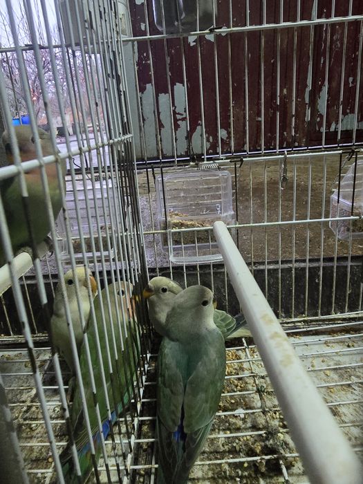 Agapornis rosseicoĺis