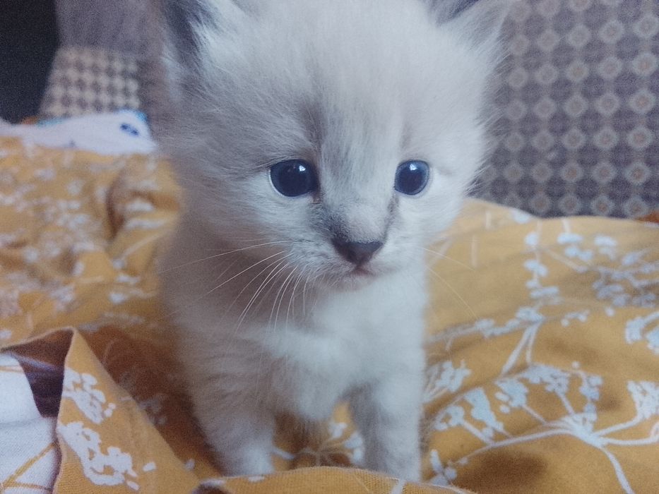 Мальчик, рэгдол, родился 7сент