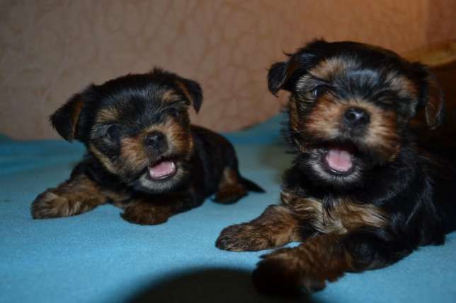 Лучшие дети Йорка !