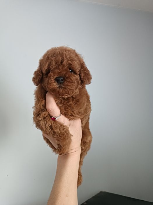 Дівчатка і хлопчики міні маленькі діти мальтіпу F2.і F1 Львів.