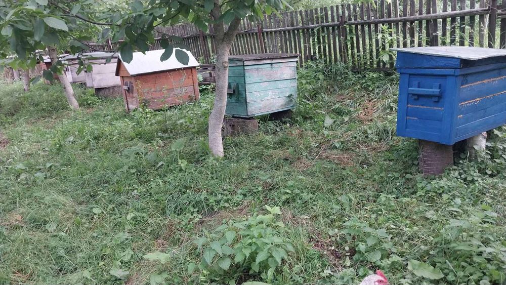 Продам вулики бджолосімї