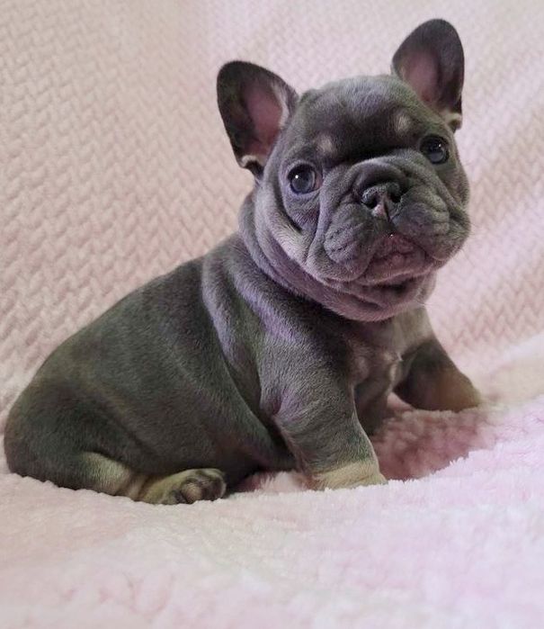 Малиш французік блакитний