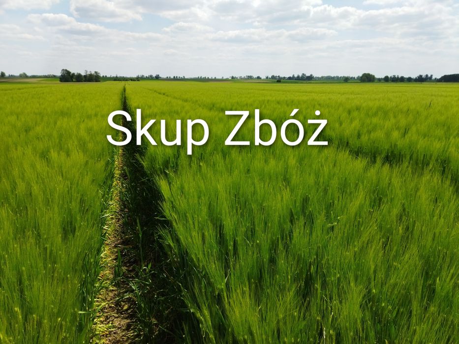 Skup zbóż pszenica paszowa