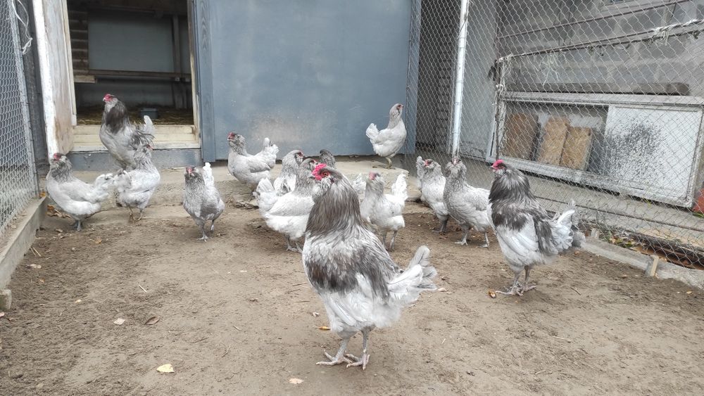 Інкубаційні яйця амераукан, амераукани, амераукана