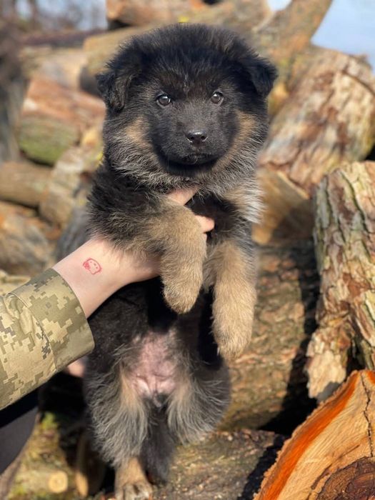 Цуценята німецької вівчарки ДШ з документами