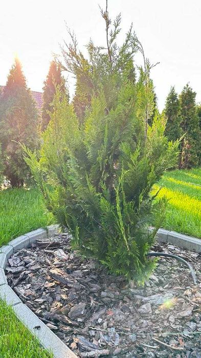 Tuja Żywopłot Cyprysy 'Ivone' - Idealne do Twojego Ogrodu! 100cm