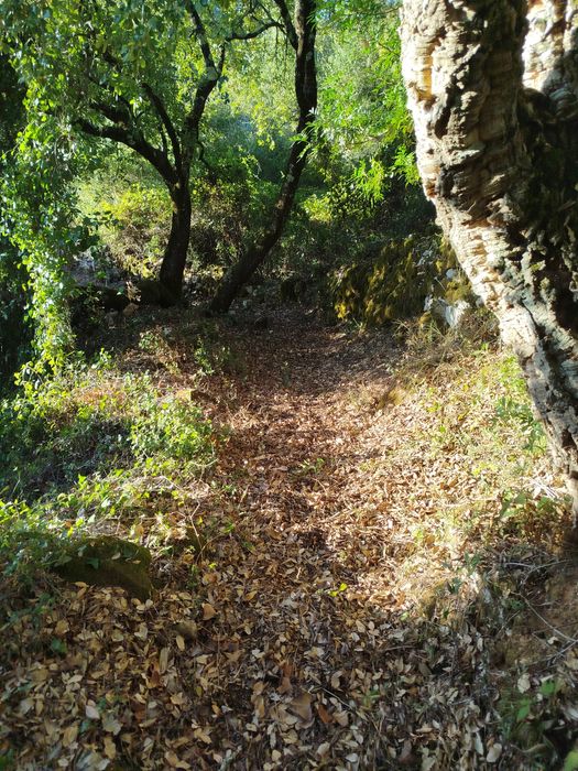 Limpeza de terrenos, caminhos de acesso e trilhos. 20€ h + deslocação