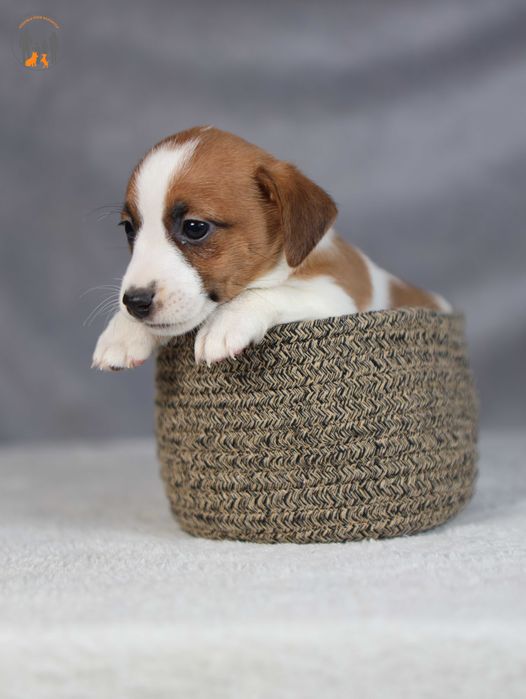 Jack Russell Terrier ZKwP FCI  w. krótki