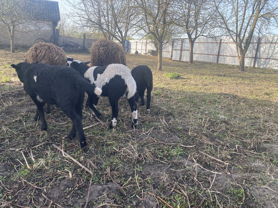 Продаємо ягнят кроси ( дорпер/романівстка)