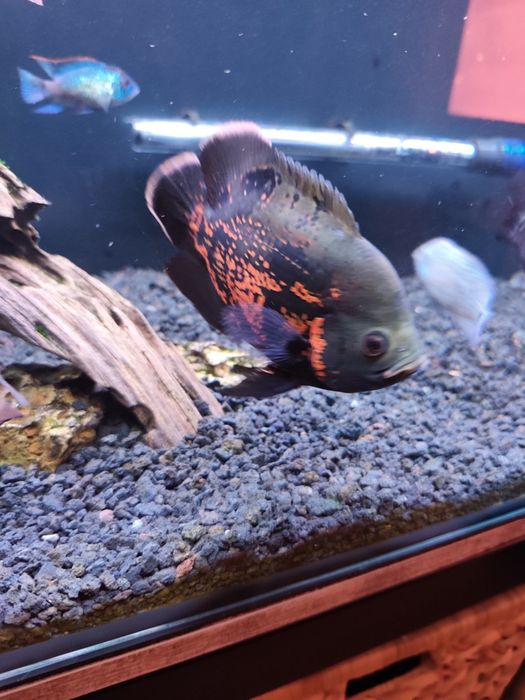 Oscar Tigre e Bronze casal