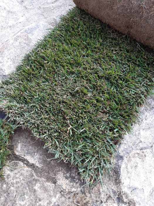 Relva em tapete ( natural )