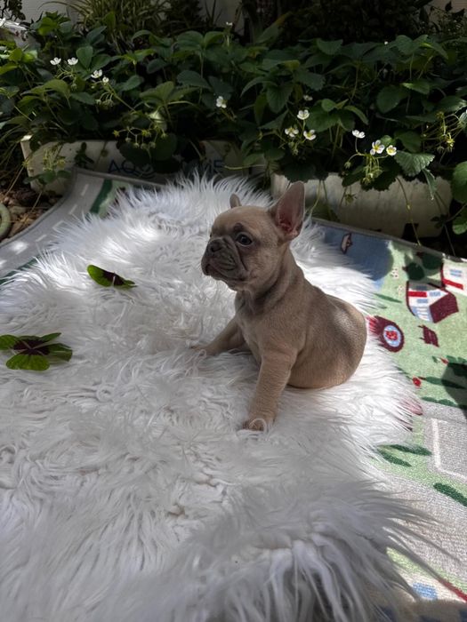 Bouledogue Francês