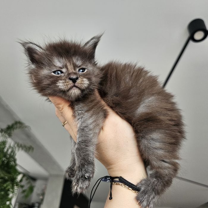 Koteczka Maine coon rodowód Fpl