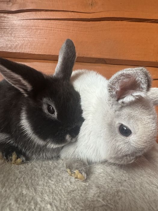 Króliki Mini Lop miniatura