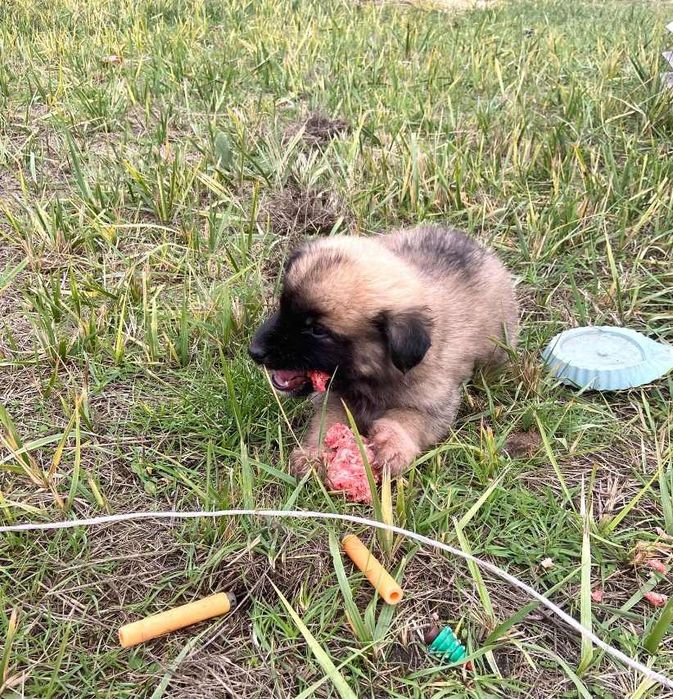 Отдам даром щенков помесь