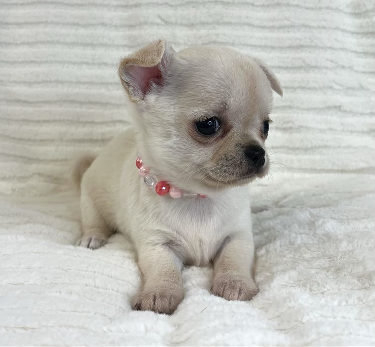 Chihuahua Femea  Pelo Curto