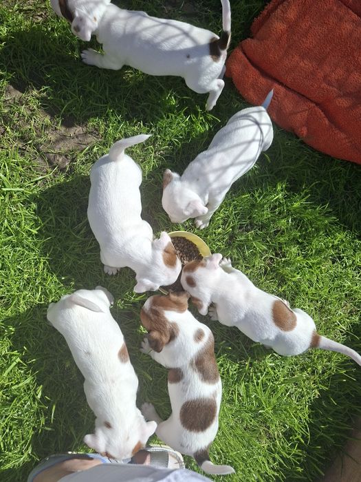 Suczka Jack Russell Terrier