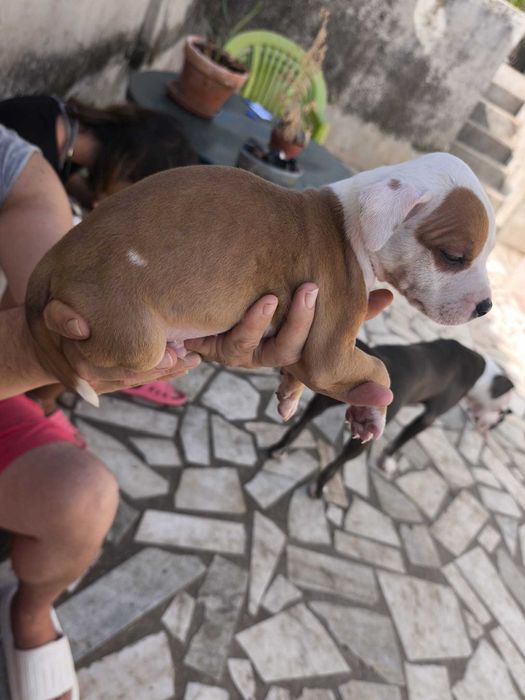 Cachorrinhos para adopção