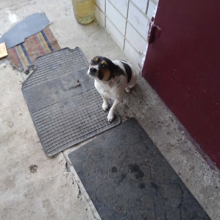 Віддам двох собак та двох котів