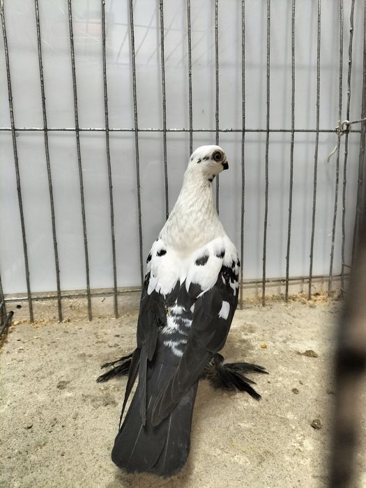 Gołębie ozdobne, motyl warszawski.