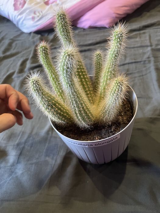 Kaktus  mammillaria elongata