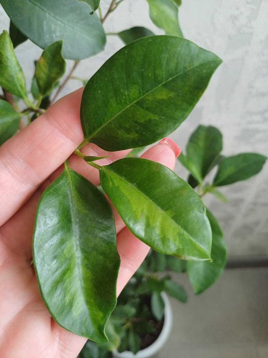 Фікус  Алі КРУПНОМІРИ Ретуза Сансевієрія