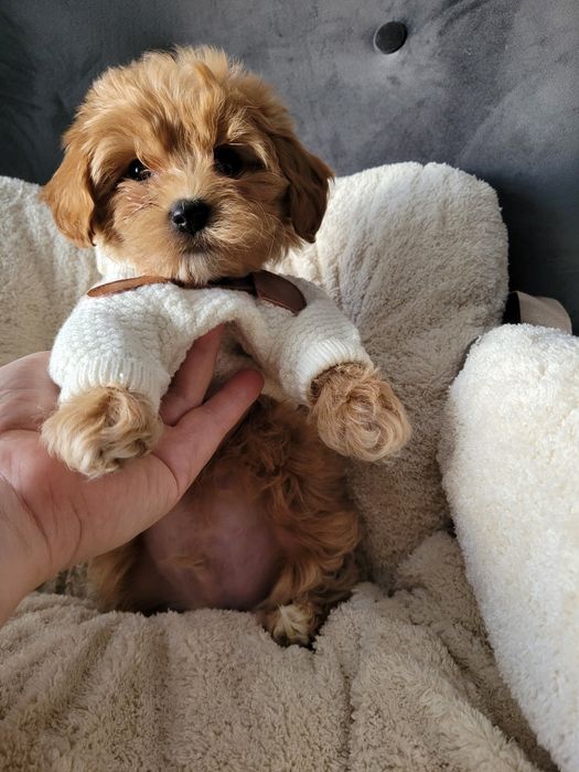 Uroczy piesek maltipoo F1