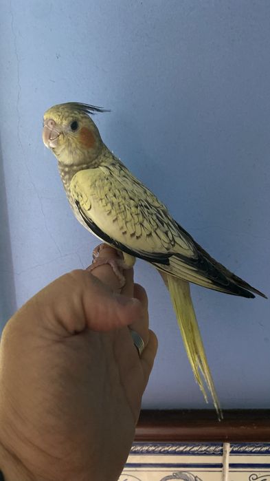 caturra domesticada excional