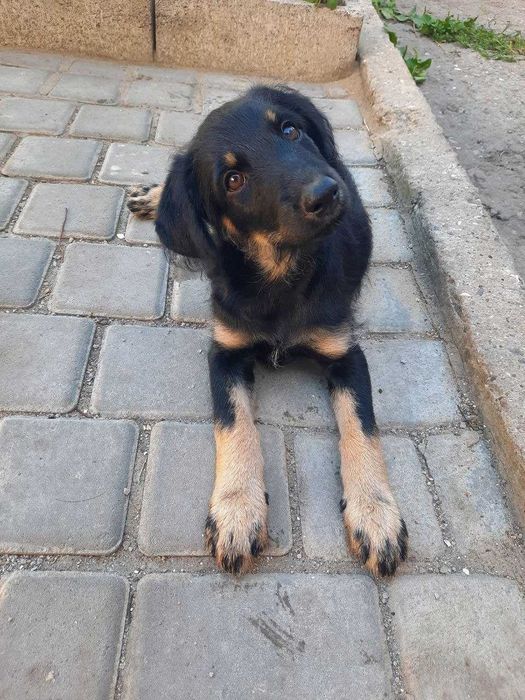 Віддам в добрі руки цуценят малих порід
