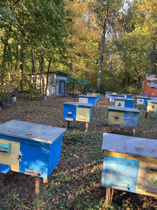 Продам бжолині сімї