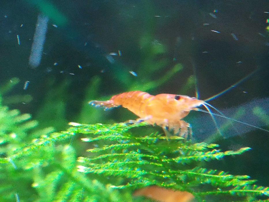 Krewetki (krzyżówki red cherry)