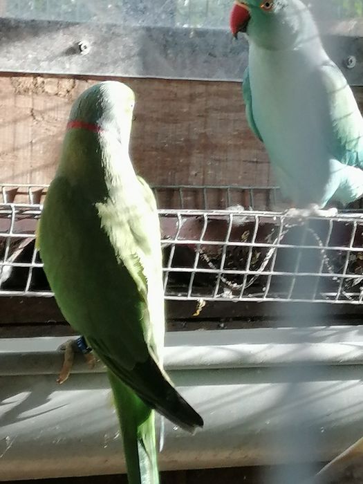 Ring necks verdes (casal rep.)
