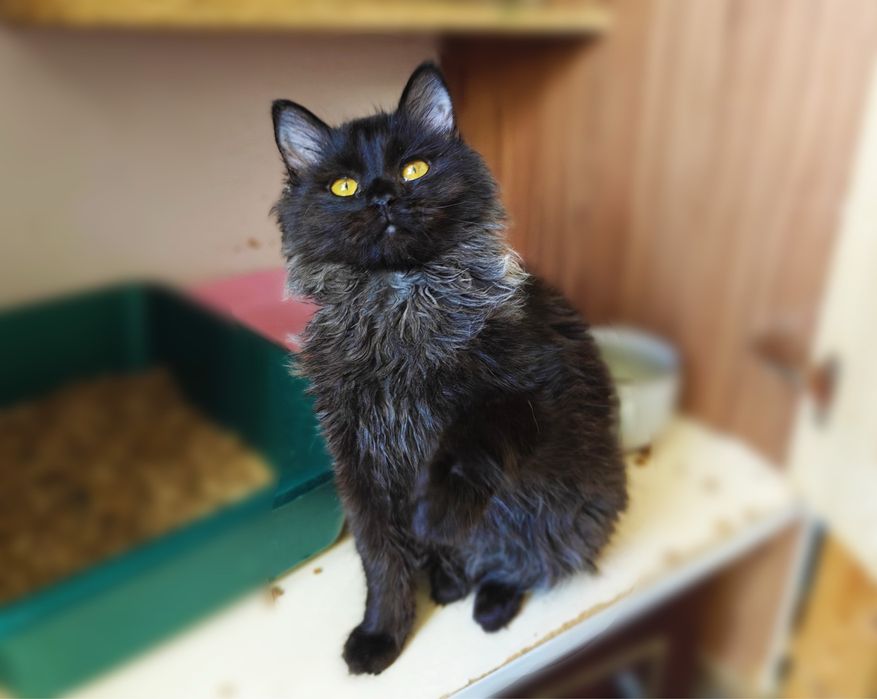 Чудовий Кай шукає родину.Кошеня.6 міс.. Стерилізований.Кіт