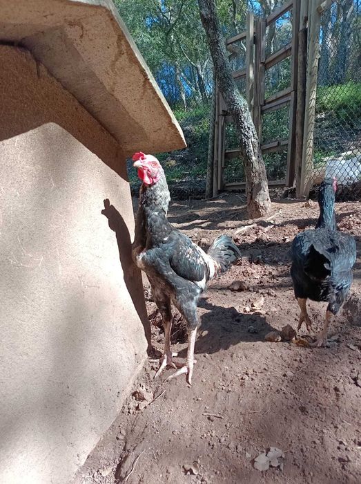 Galo de campo com 7 meses