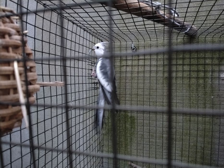 RESERVADO Caturra macho cinza