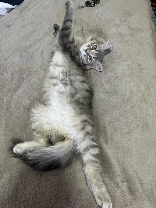 Віддам пухнастика БУСЮ (дівчинка)в добрі руки