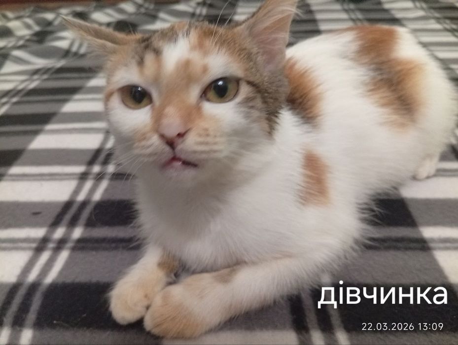 Прилаштовуються в надійні руки