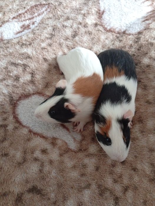 Продам морські свинки хлопчики і дівчатка