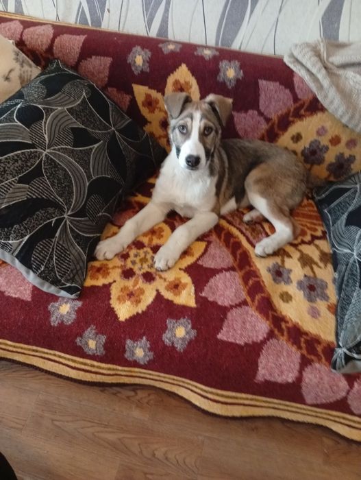 Отдам в хорошие руки