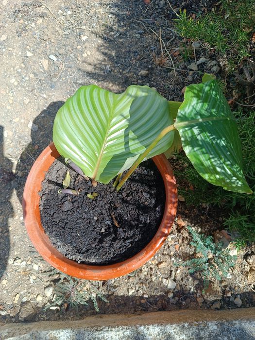 Planta, orbifolia (calateia-orbifólio)