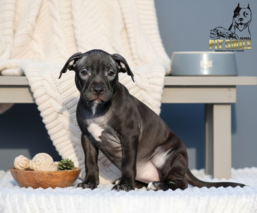 Американський пітбультер'єр. Пітбуль