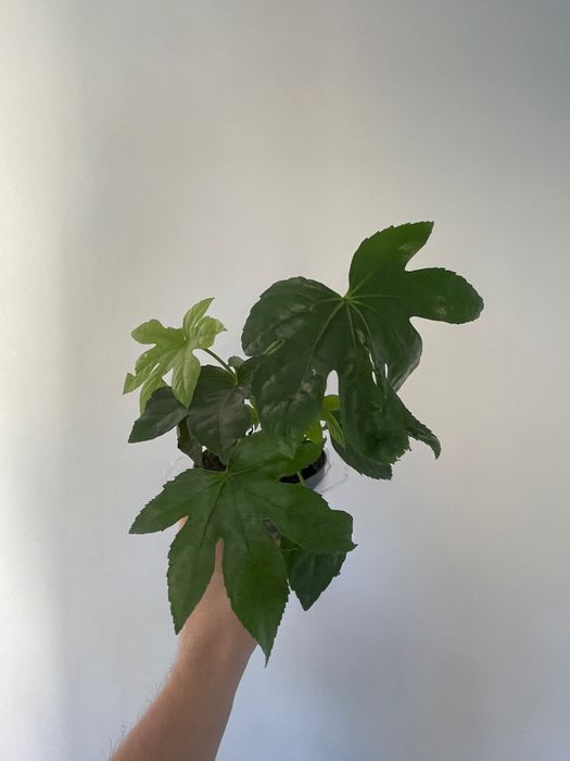 Fatsia Japonica