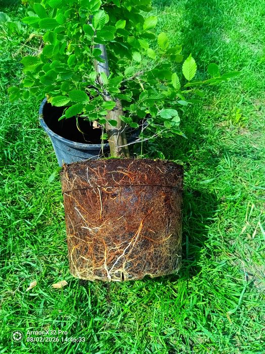 GRAB POSPOLITY 'Carpinus Betulus' wys. 200-250 cm, doniczka 20-25 litrów
