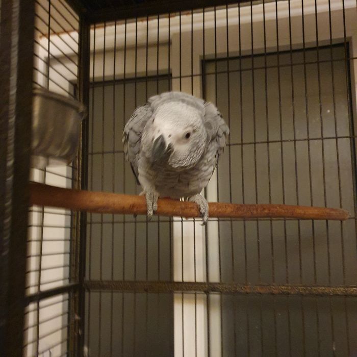 Клетка для большого попугая жако с жильцом девочкой