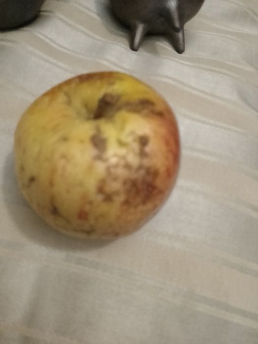 Quer Património imaterial da humanidade?Bisalhaes-8E-Maça-2E Desde 2E