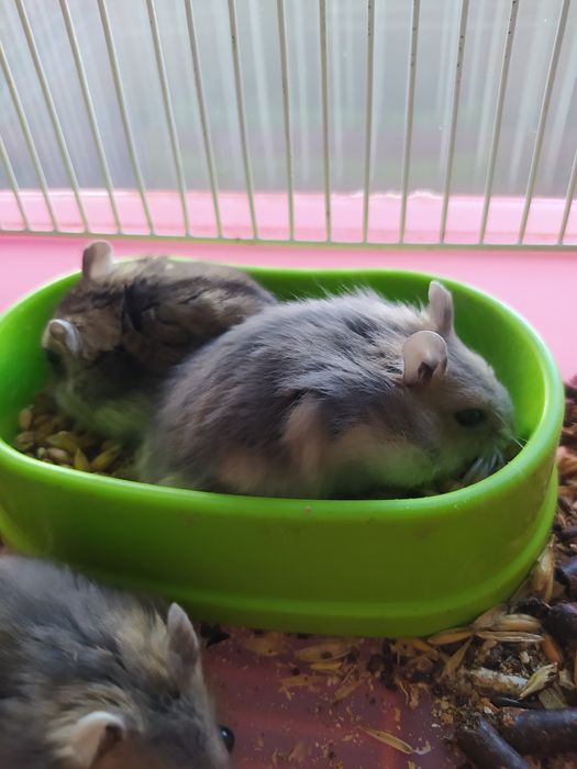 Джунгарский хомяк