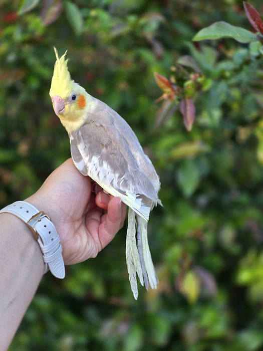 Caturras Domesticadas